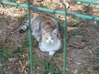 Прикрепленное изображение: P1070492.jpg